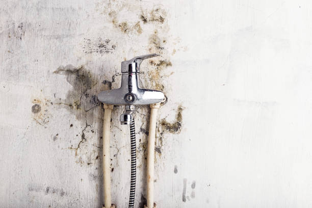 Best Health and Safety Mold Remediation in Michigan City, IN