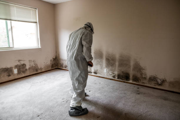 Best DIY Mold Remediation Support Services in Michigan City, IN