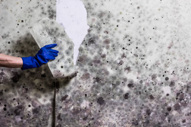 Best White Mold Remediation in Michigan City, IN